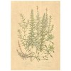 Flax Art Poster | Encyclopedia Wildflower A | FWP-AP-EN1A